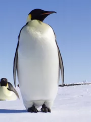 Foto op Plexiglas penguin © Jan Will