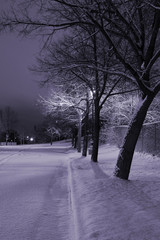 snowy trees in a row in the park- winter theme