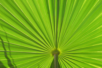 palm leaf