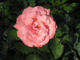 pink flower