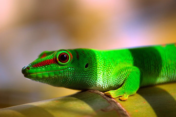gecko