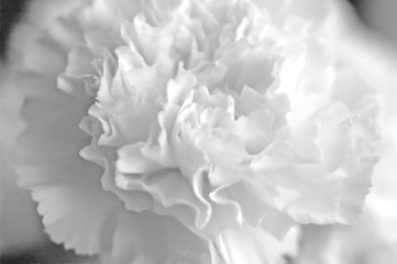 black and white carnation