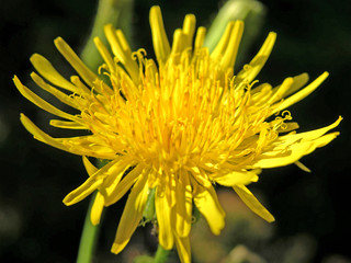 yellow thistle