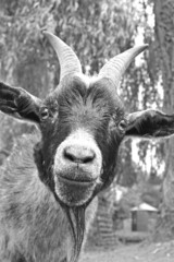 the happy goat