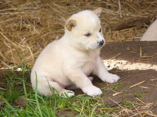 dingo puppy