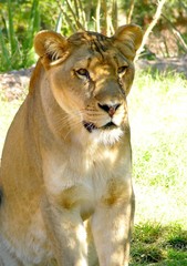 Fototapeta na wymiar lioness 2