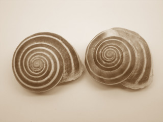 Fototapeta na wymiar snails