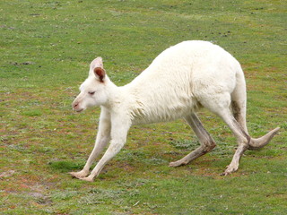 Obraz premium albino kangaroo