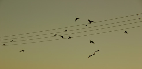 birds on wire