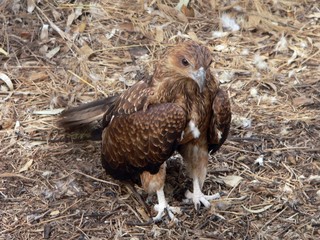 bird of prey