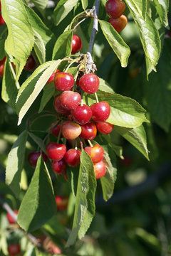 cerezas en el arbol