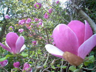 magnolia