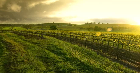 Deurstickers zonsopgang boven de wijngaard © Kwest