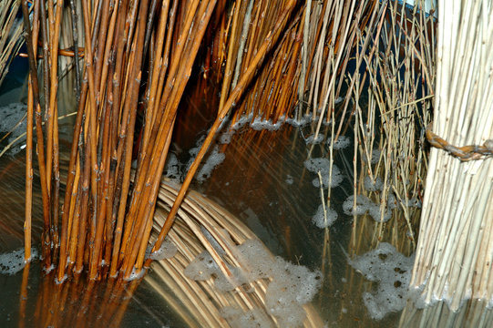 osiers trempant dans l'eau