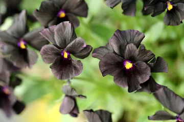 Deurstickers Viooltjes zwart viooltje
