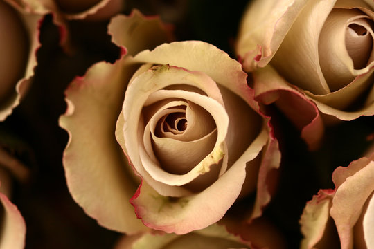 Roses Flower Closeup