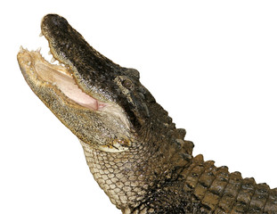 snapping alligator, isolated