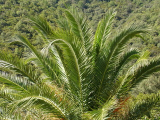 Fototapeta na wymiar palmier sur la garrigue