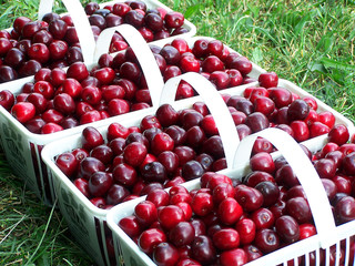 cherry baskets