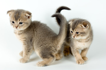 two kittens