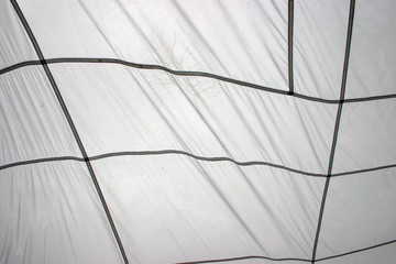 white tent