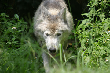 Fototapeta premium loup gris