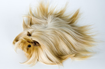 guinea-pig