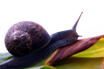 snail