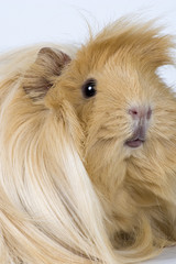 guinea-pig;