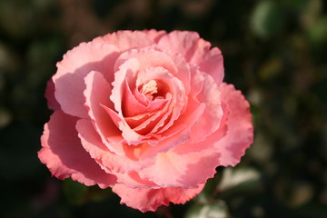 pink rose