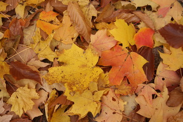 autumn leaves