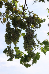 grape vines