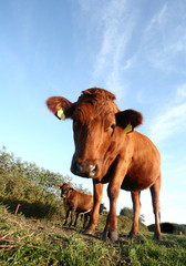 danish cows