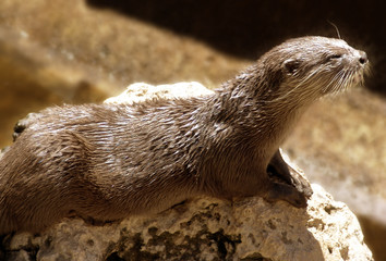 otter