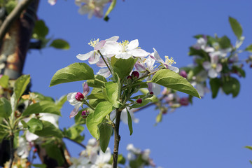 floracion manzano ii