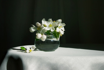 blossoms in a vase in soft morning light