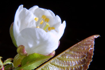 fleur de cerisier