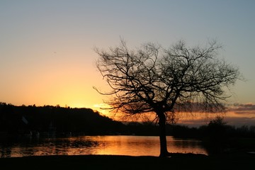 lonley tree