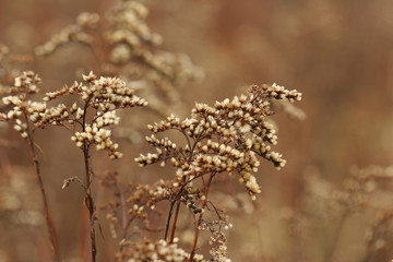 autumn leaves