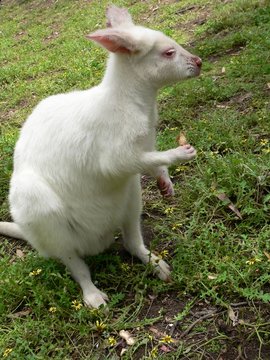 albino parma wallaby