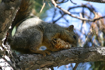 suirrel