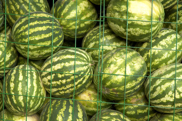 water-melons on thr market