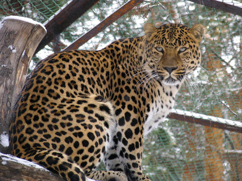 caucasian leopard