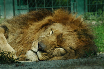 Naklejka premium sleeping lion