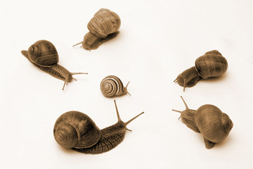 snail conflict