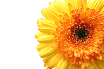 gerbera