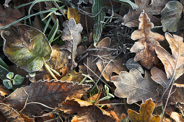 frosty leaves