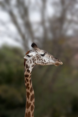 giraffe