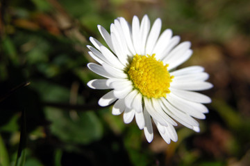 Fototapeta premium gänseblümchen