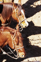 roping horses